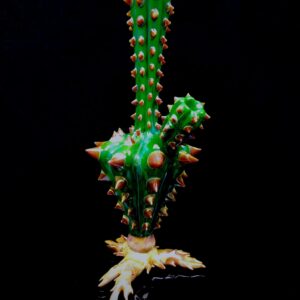 Cactus Vase