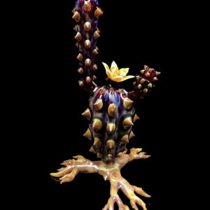 Chaiactita