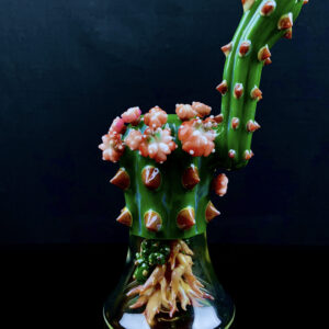 Root Perc Serloock Dewar