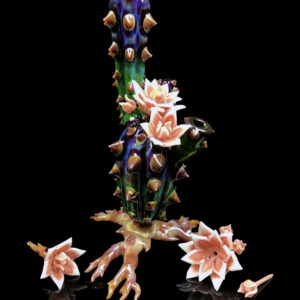 Fully Bloomed Chaiactita